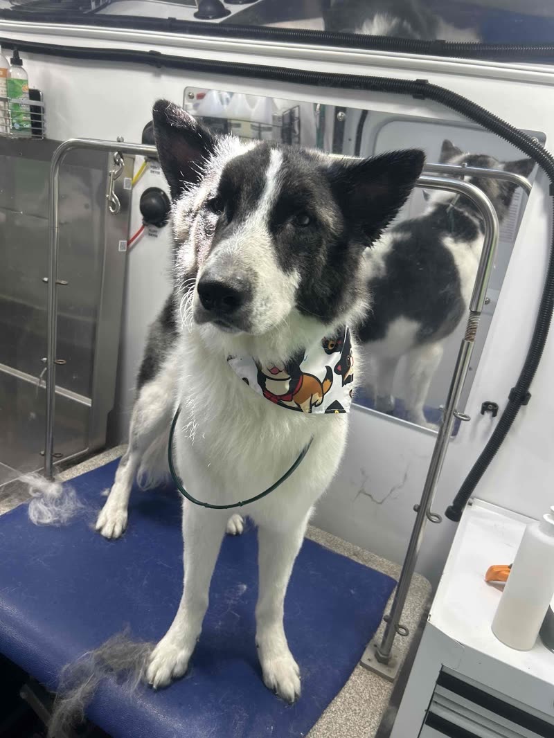 A fluffed, groomed black-and-white dog in a bandana on the blue table with the van's stainless grooming equipment behind