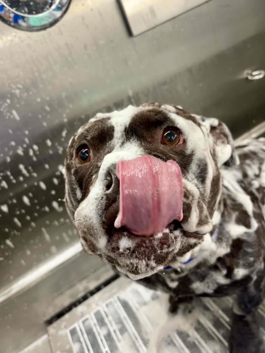 Close-up of a brown-and-white dog covered in shampoo suds licking its nose in the tub